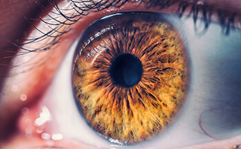 Closeup of the Retina