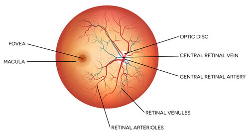 Retina Diagram